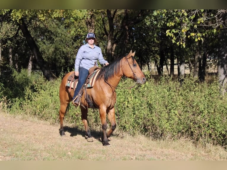 American Quarter Horse Wałach 14 lat 157 cm Bułana in Pilot Point, TX