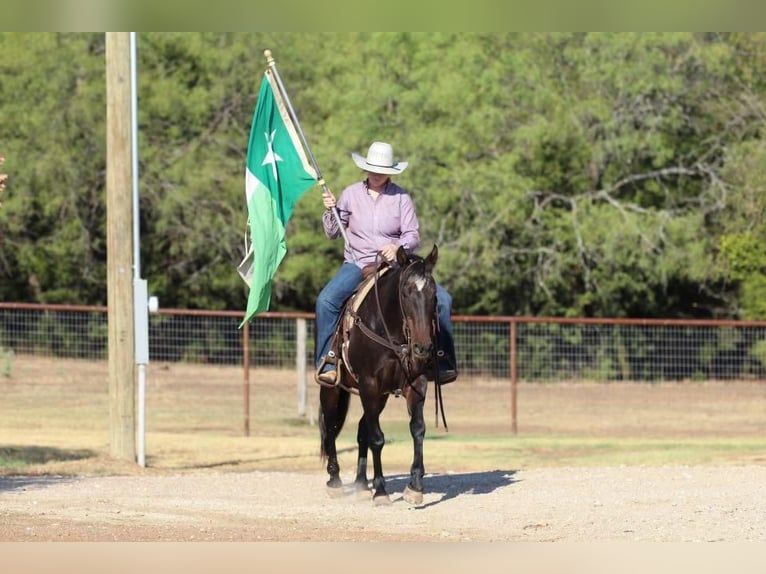 American Quarter Horse Wałach 14 lat 157 cm Gniada in Stephenville, TX
