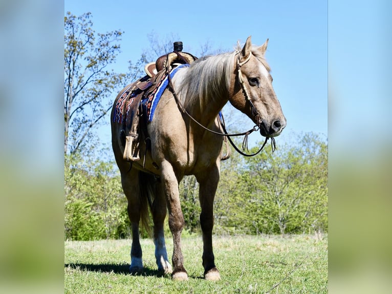 American Quarter Horse Wałach 14 lat 157 cm Izabelowata in Quitman, AR