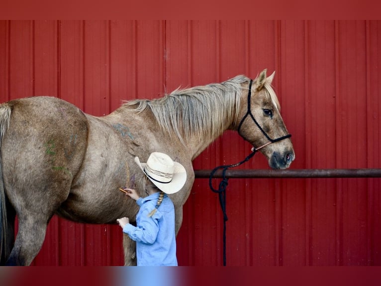 American Quarter Horse Wałach 14 lat 157 cm Izabelowata in Quitman, AR