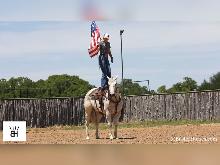 American Quarter Horse Wałach 14 lat 157 cm Siwa in Weatherford TX