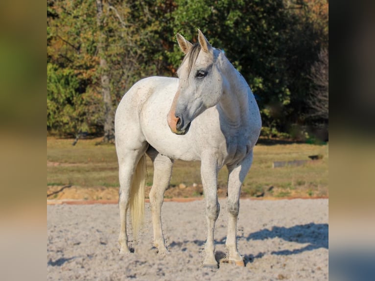 American Quarter Horse Wałach 14 lat 157 cm Siwa in Hardinsburg IN