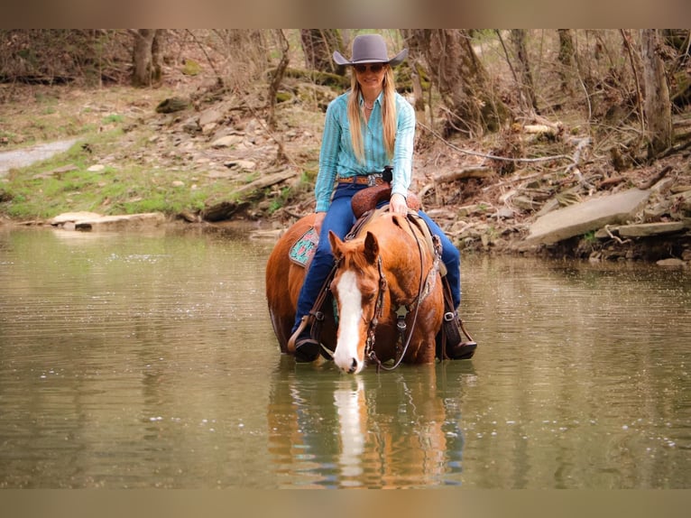 American Quarter Horse Wałach 14 lat 160 cm Overo wszelkich maści in Hillsboro KY