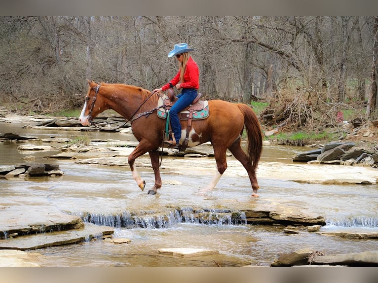 American Quarter Horse Wałach 14 lat 160 cm Overo wszelkich maści in Hillsboro KY