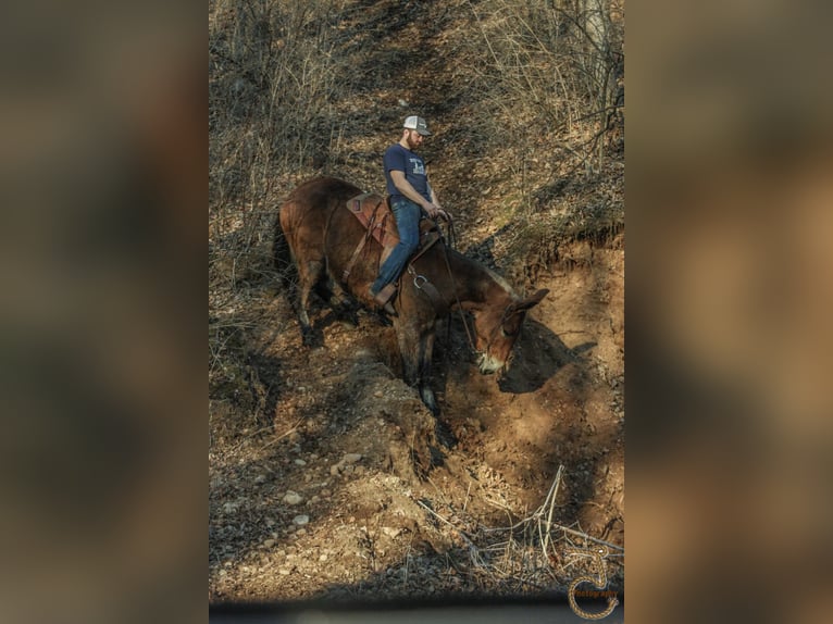 American Quarter Horse Wałach 14 lat 163 cm Gniada in Walkerton IN