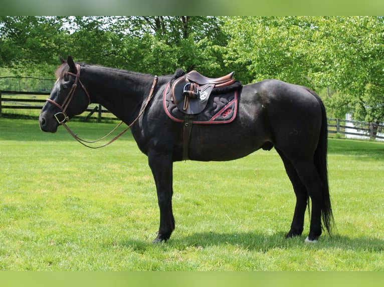 American Quarter Horse Mix Wałach 14 lat 163 cm Kara in Allentown, NJ