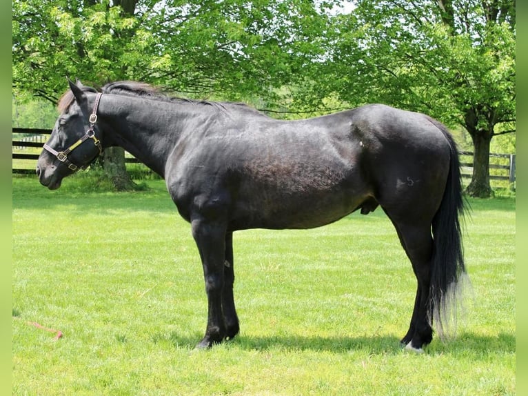 American Quarter Horse Mix Wałach 14 lat 163 cm Kara in Allentown, NJ