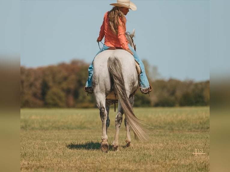American Quarter Horse Wałach 14 lat 163 cm Siwa in Granbury, TX