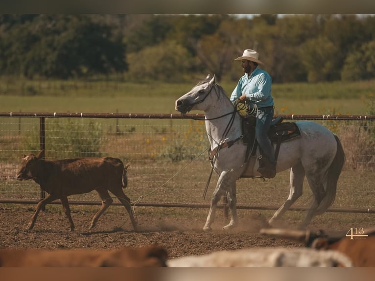 American Quarter Horse Wałach 14 lat 163 cm Siwa in Granbury, TX