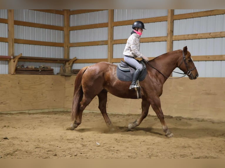 American Quarter Horse Wałach 14 lat 168 cm Ciemnokasztanowata in Howell Mi