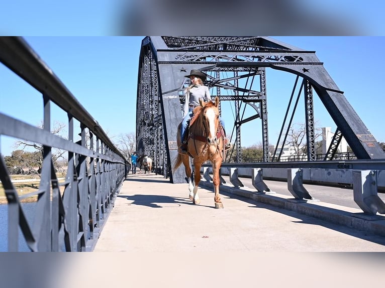 American Quarter Horse Wałach 14 lat Bułana in Waco TX