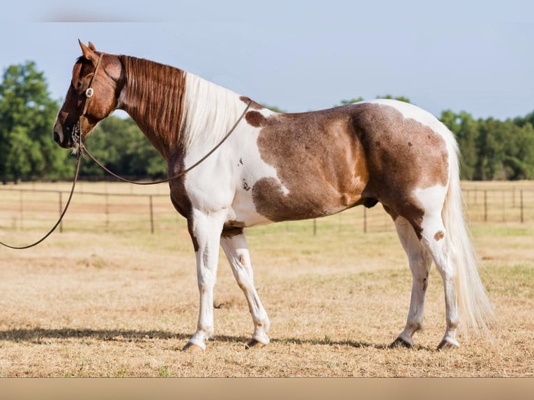 American Quarter Horse Wałach 14 lat Ciemnokasztanowata in Lipan TX
