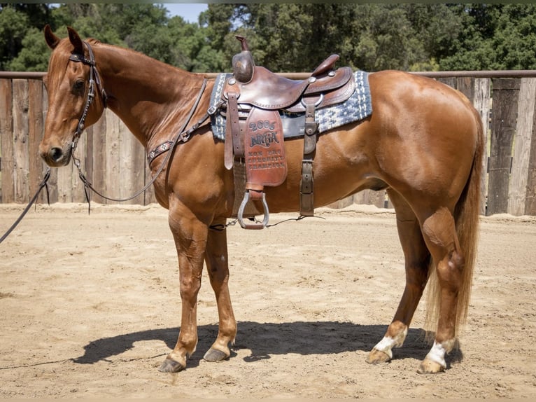 American Quarter Horse Wałach 14 lat Cisawa in Murrieta, ca