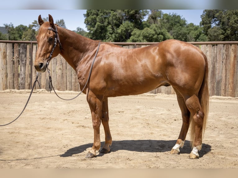 American Quarter Horse Wałach 14 lat Cisawa in Murrieta, ca