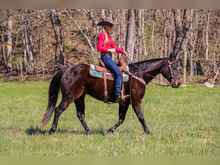 American Quarter Horse Wałach 14 lat Gniada in Hillsboro KY