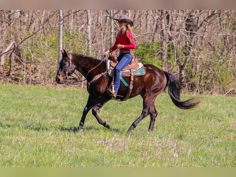 American Quarter Horse Wałach 14 lat Gniada in Hillsboro KY