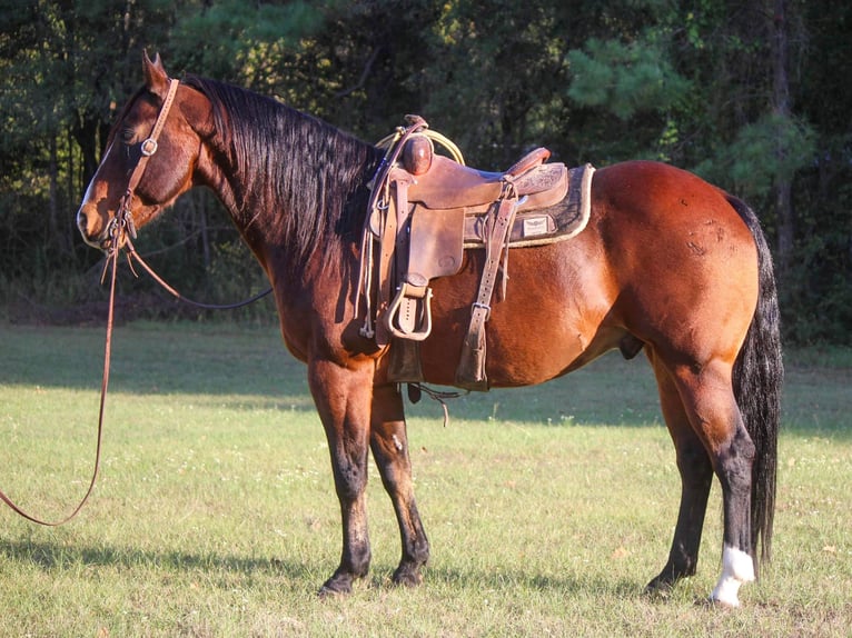 American Quarter Horse Wałach 14 lat Gniada in Rusk TX