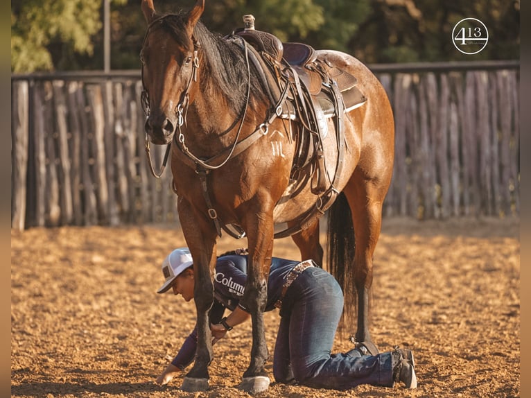 American Quarter Horse Wałach 14 lat Gniadodereszowata in Weatherford TX