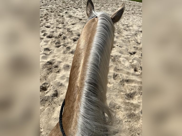 American Quarter Horse Mix Wałach 14 lat Izabelowata in Brooksville, FL