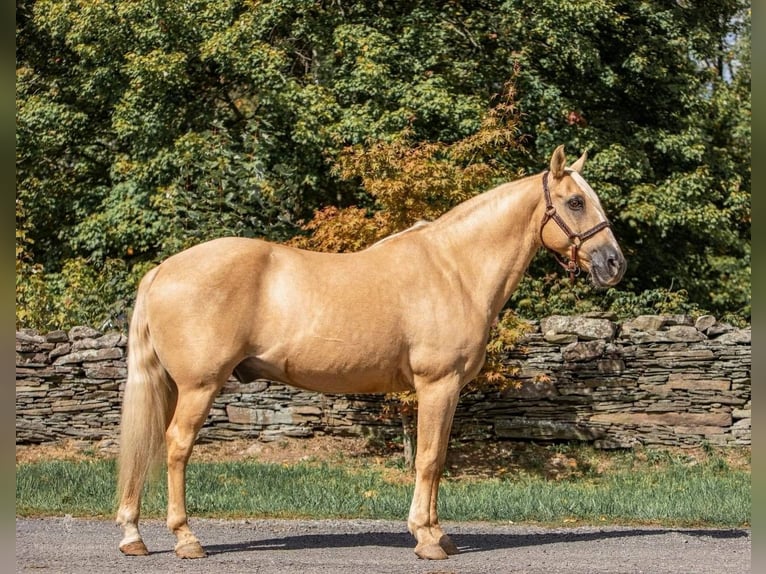 American Quarter Horse Wałach 14 lat Izabelowata in Dallas Pa