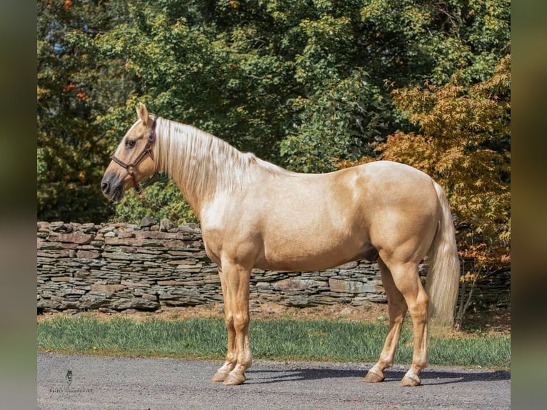 American Quarter Horse Wałach 14 lat Izabelowata in Dallas Pa