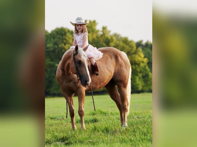 American Quarter Horse Mix Wałach 14 lat Izabelowata in Valley Springs, SD