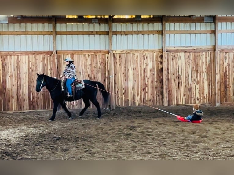 American Quarter Horse Wałach 14 lat Kara in Valley Springs, SD