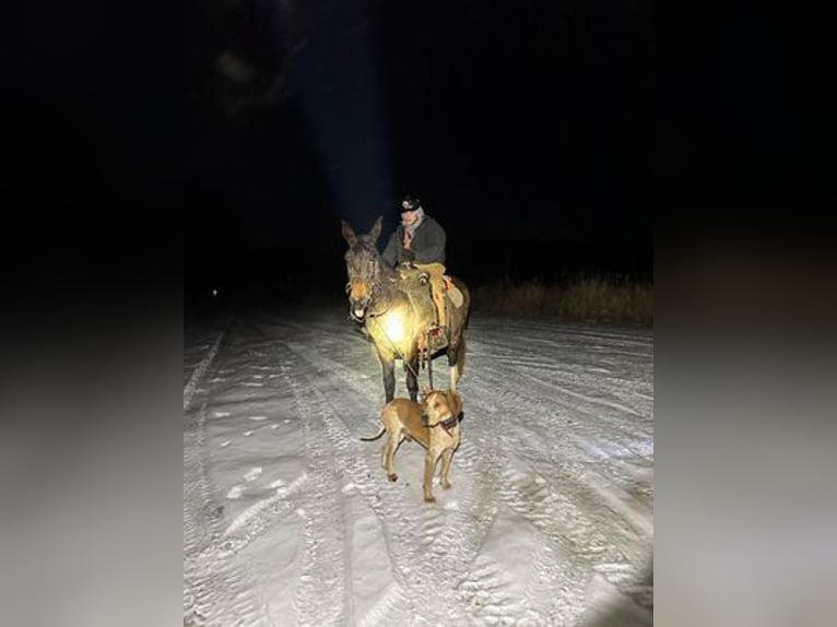 American Quarter Horse Wałach 14 lat Kara in Vna Horne, IA