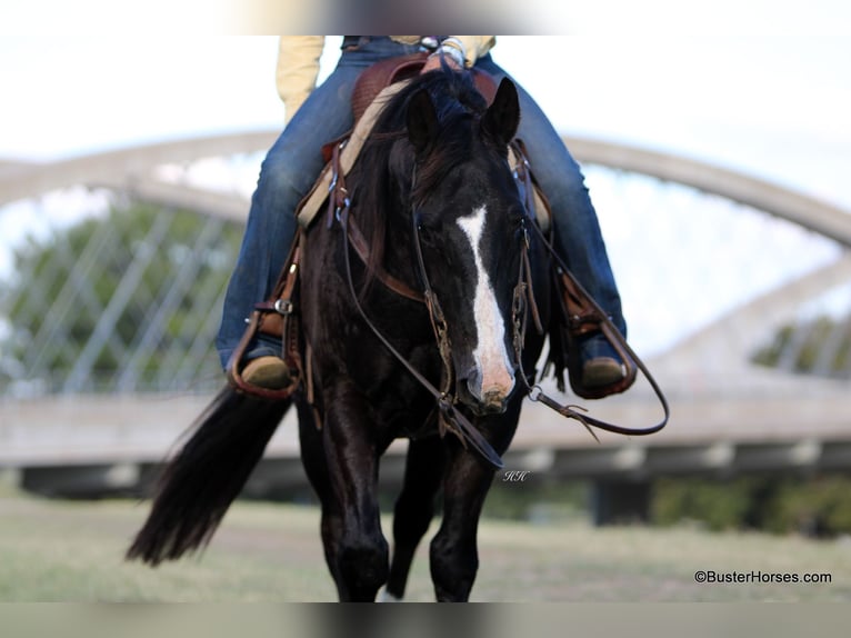 American Quarter Horse Wałach 14 lat Kara in Weatherford TX