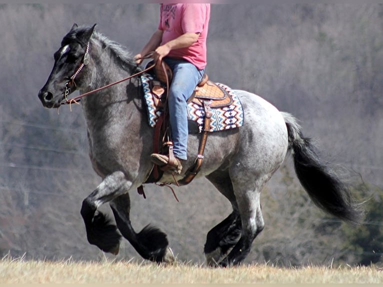 American Quarter Horse Wałach 14 lat Karodereszowata in Brodhead Ky