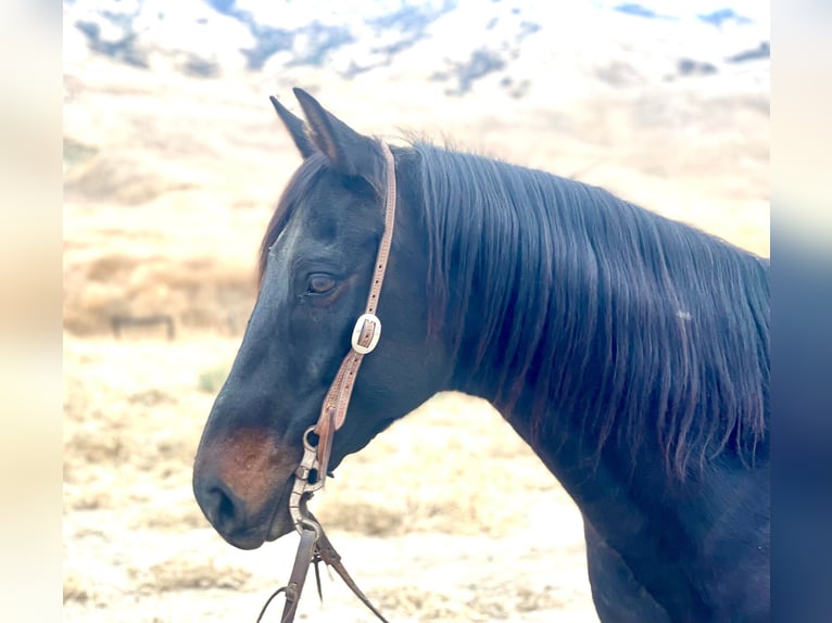 American Quarter Horse Wałach 14 lat Tobiano wszelkich maści in Paicines CA