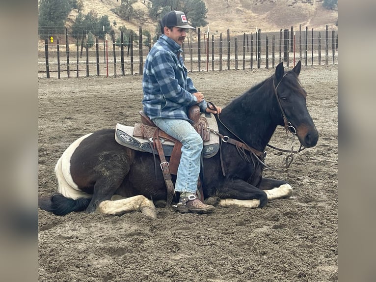 American Quarter Horse Wałach 14 lat Tobiano wszelkich maści in Paicines CA