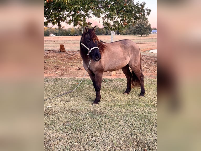 American Quarter Horse Wałach 15 lat 119 cm Grullo in Mt Hope Al