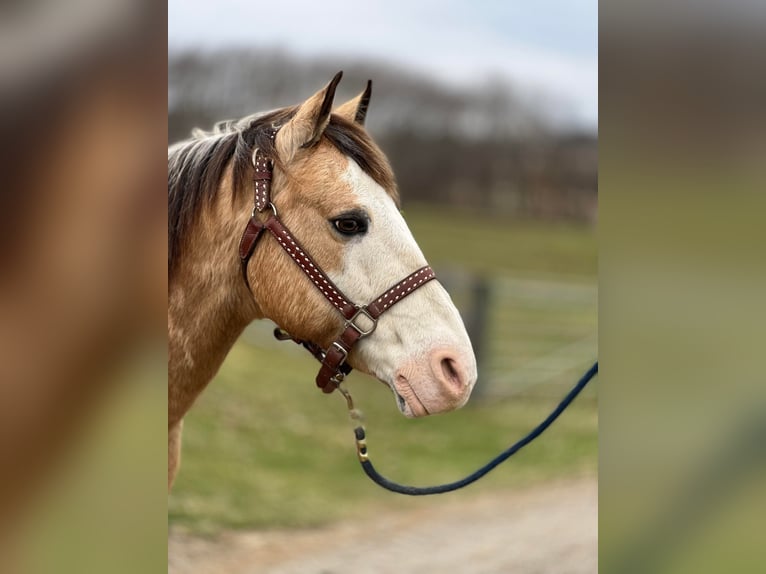 American Quarter Horse Wałach 15 lat 142 cm Jelenia in Ashland, OH