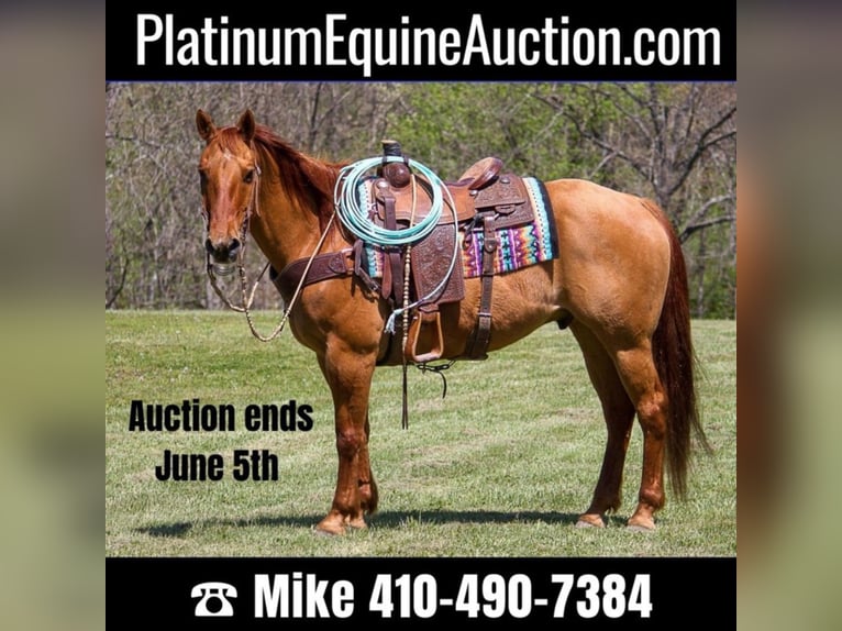 American Quarter Horse Wałach 15 lat 147 cm Bułana in Moutain Grove MO