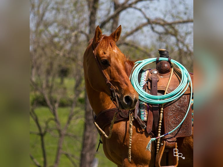 American Quarter Horse Wałach 15 lat 147 cm Bułana in Moutain Grove MO