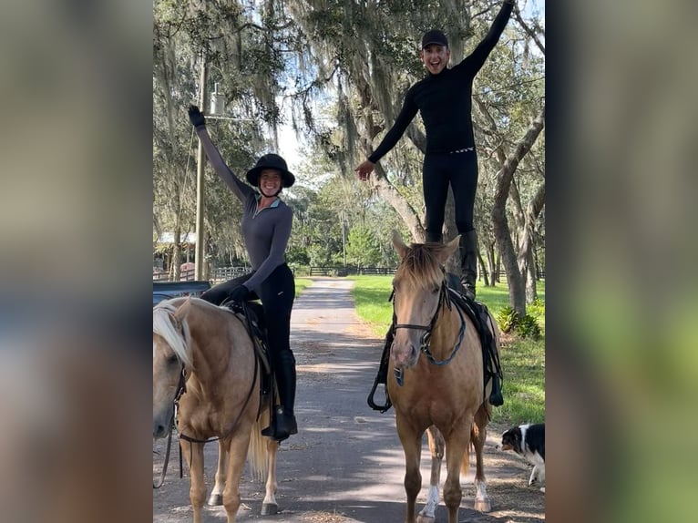 American Quarter Horse Wałach 15 lat 147 cm Izabelowata in Brooksville FL