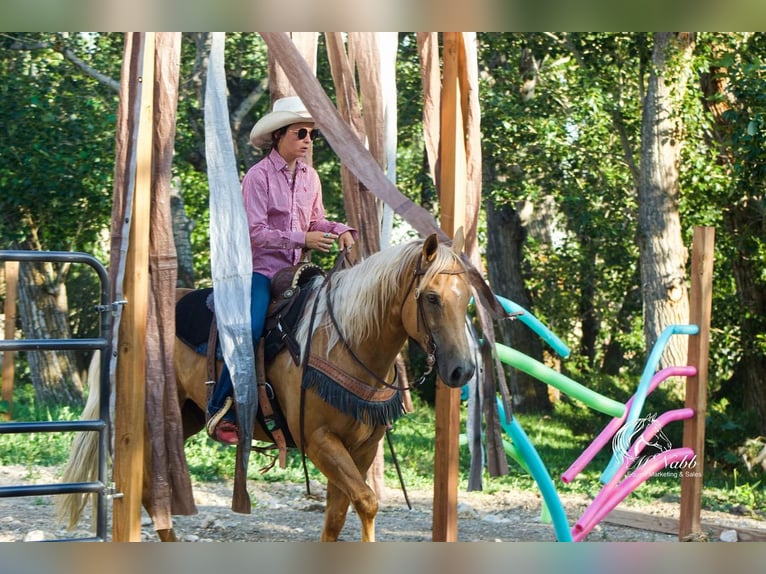 American Quarter Horse Wałach 15 lat 147 cm Izabelowata in Cody, WY