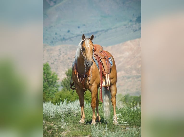 American Quarter Horse Wałach 15 lat 147 cm Izabelowata in Cody, WY