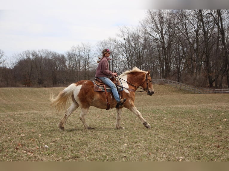 American Quarter Horse Wałach 15 lat 147 cm Tobiano wszelkich maści in Highland MI