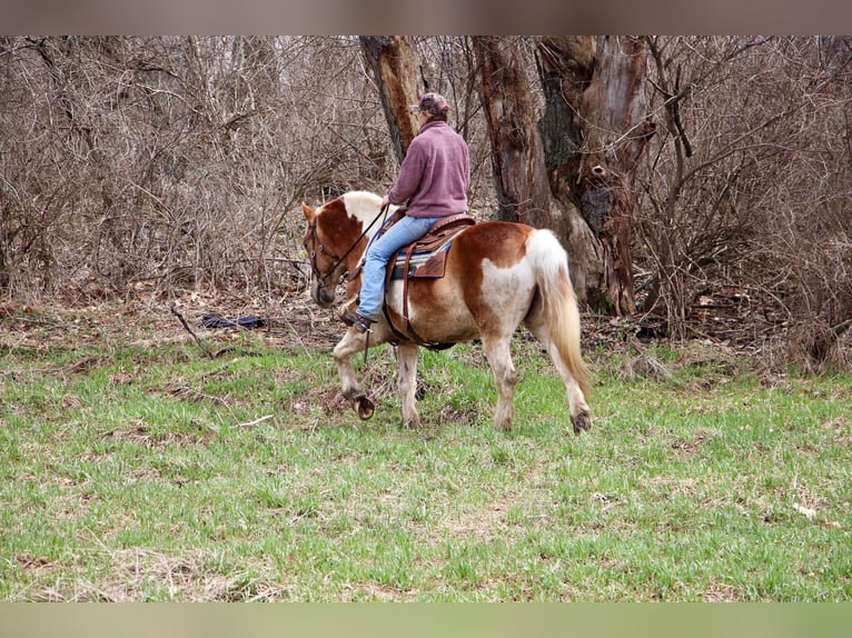 American Quarter Horse Wałach 15 lat 147 cm Tobiano wszelkich maści in Highland MI