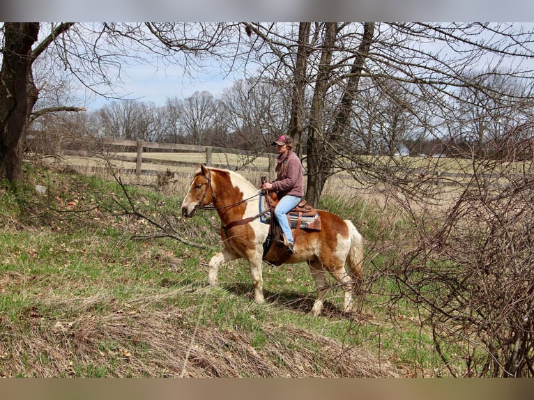 American Quarter Horse Wałach 15 lat 147 cm Tobiano wszelkich maści in Highland MI