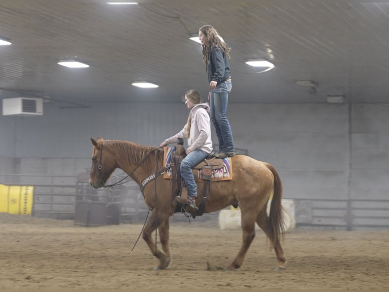 American Quarter Horse Wałach 15 lat 152 cm Bułana in Nevis, MN