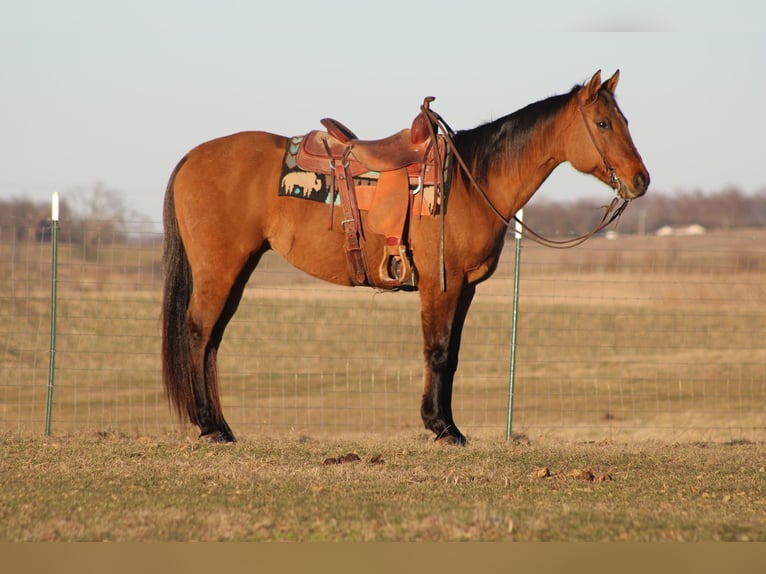 American Quarter Horse Wałach 15 lat 152 cm Bułana in Sonora, KY