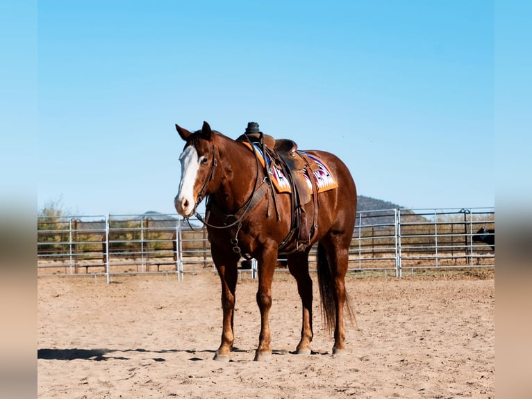 American Quarter Horse Wałach 15 lat 152 cm Ciemnokasztanowata in Aguila