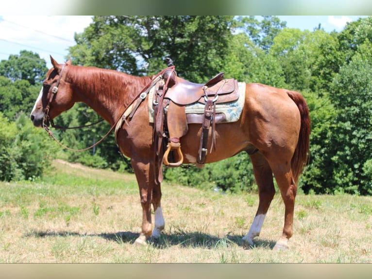 American Quarter Horse Wałach 15 lat 152 cm Ciemnokasztanowata in Cherryville NC