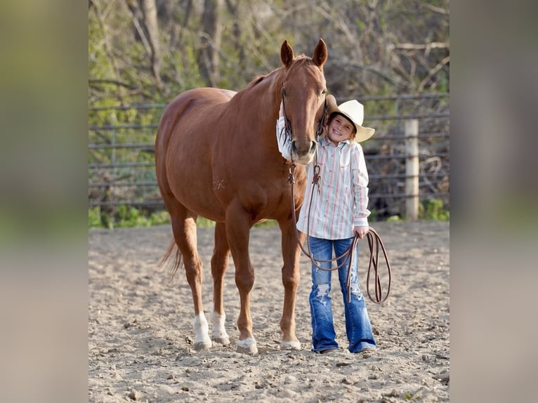 American Quarter Horse Mix Wałach 15 lat 152 cm Cisawa in Valley Springs, SD