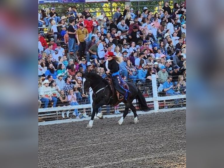 American Quarter Horse Wałach 15 lat 152 cm Gniada in Oakley UT