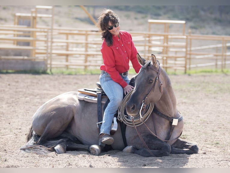 American Quarter Horse Wałach 15 lat 152 cm Grullo in Oakley UT