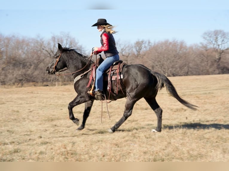 American Quarter Horse Wałach 15 lat 152 cm Karodereszowata in Valley Springs, SD